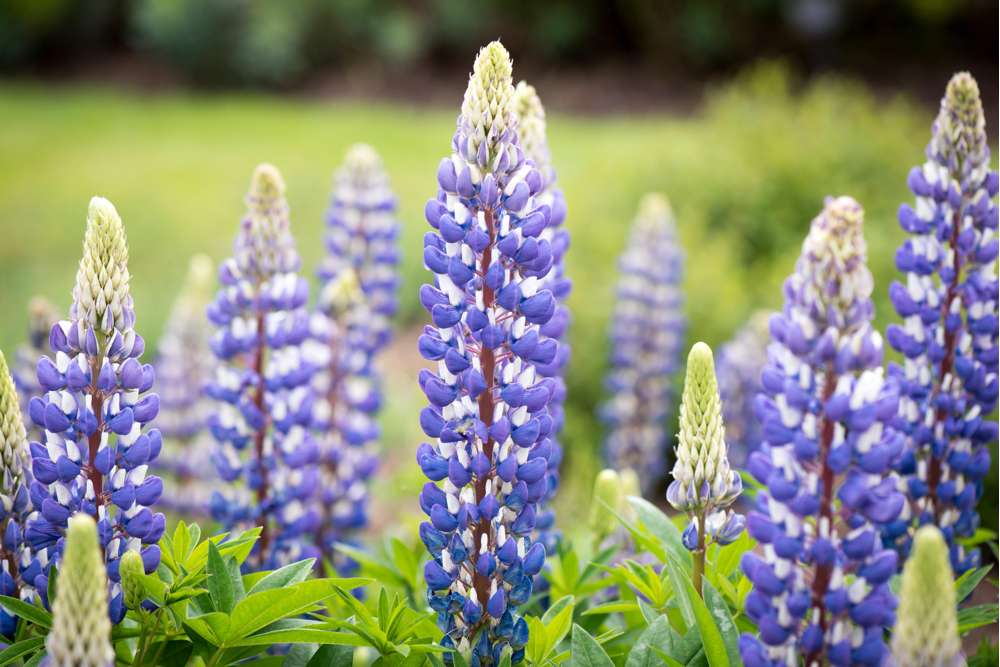 Lupin 'The Governor' (blå)